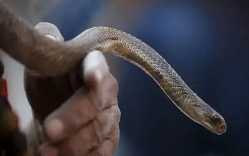  بارشوں کے بعد سانپ بلوں سے باہر آ گئے, 200 کے قریب افراد کو ڈس لیا