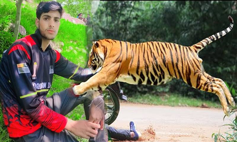 جہلم کے سرحدی گائوں میں چیتے کا 24 گھنٹے میں دوسرا شکار، طالب علم زخمی
