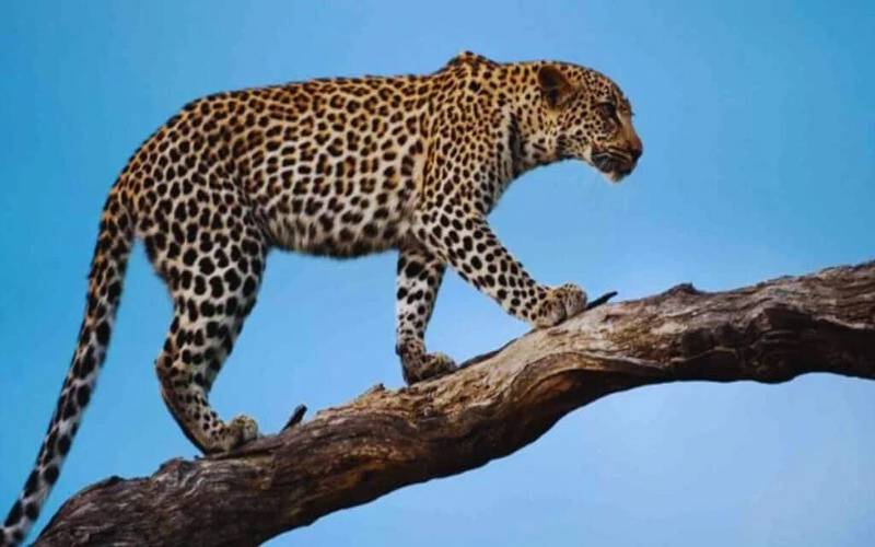 وادی جہلم میں خونخوار تیندوے کو گولی مار کر ہلاک کردیا گیا