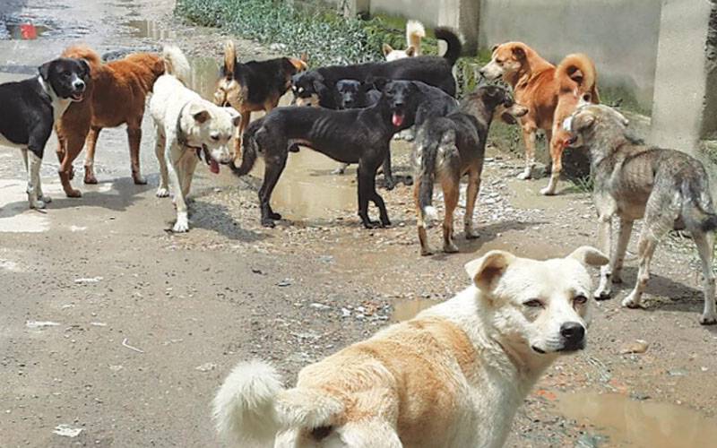 سوات: آوارہ کتوں نے 35 افراد کو کاٹ لیا،انتظامیہ غائب 