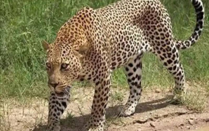 ایبٹ آبادمیں تیندوا چیتوں کا حملہ،7بکریاں ہلاک، لاکھوں کا نقصان