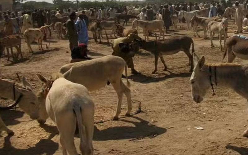  پاکستان میں گدھوں کی مجموعی تعداد49لاکھ ہوگئی، پنجاب تمام صوبوں سے آگے 