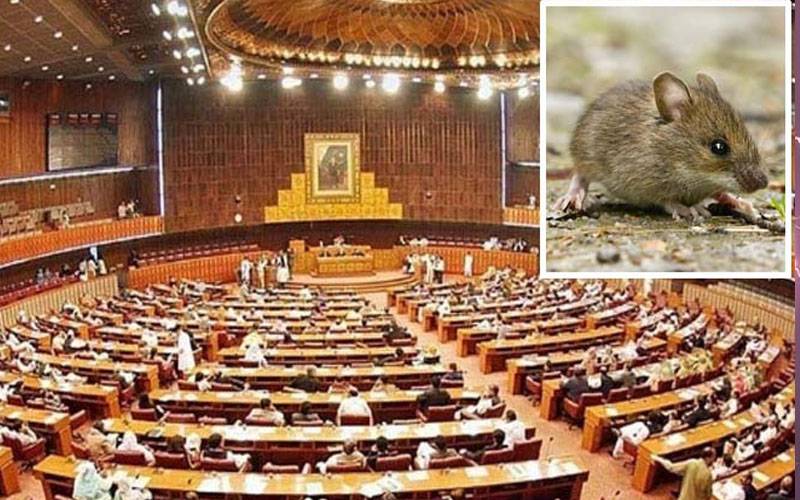سینیٹ اجلاس میں چوہا نکل آیا ، ایوان قہقوں سے گونج اٹھا 