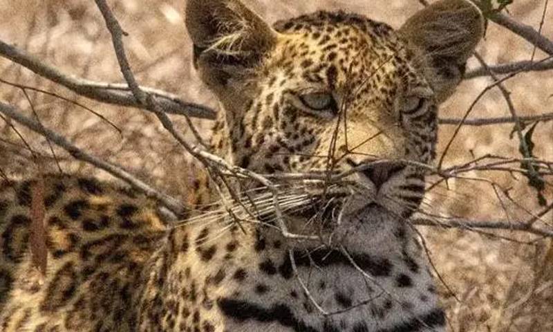 ہری پور: تیندوا آبادی میں گھس آیا، مال مویشی ہلاک، شہری پریشان