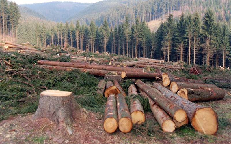 غیر قانونی لکڑی مافیاز اور خیبر پختونخوا کی بربادی