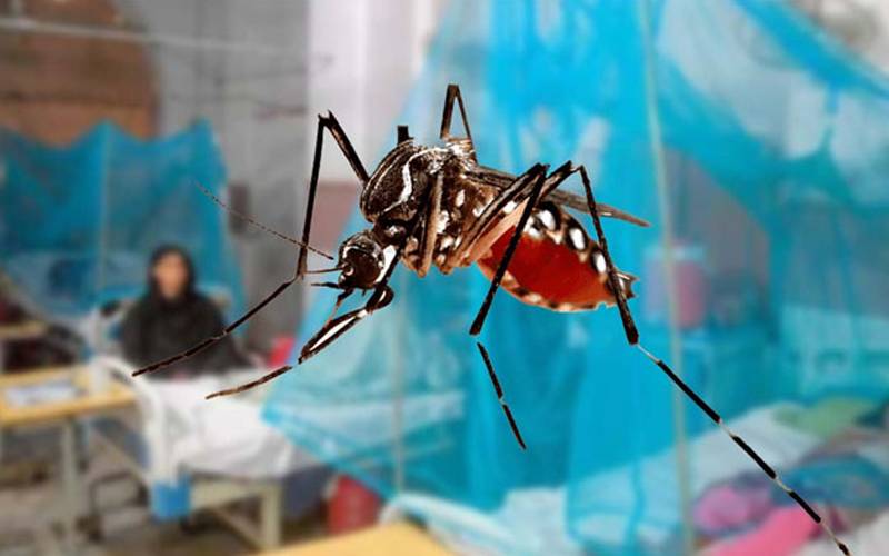 صوابی کے مختلف علاقوں میں ڈینگی، 100 سے زائد افراد متاثر