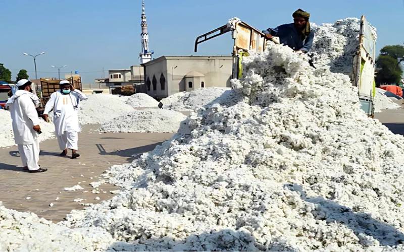 روئی کی قیمتوں میں فی من300روپے تک کا اضافہ