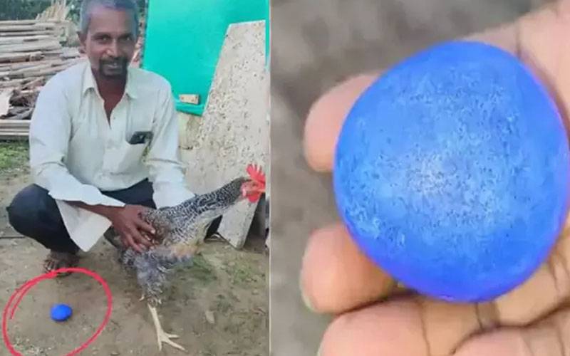 مرغی نے نیلے رنگ کا انڈا دے دیا ،سب حیران