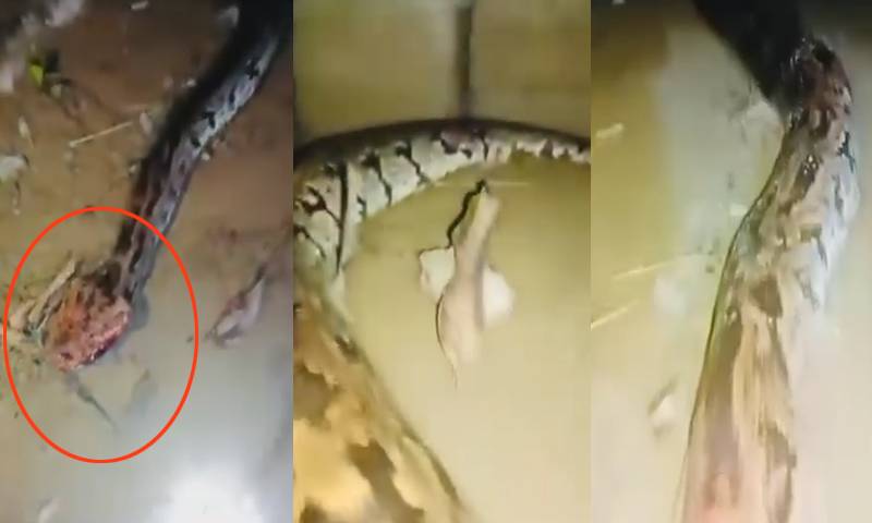 ظفروال:سیلابی پانی میں بہہ کر آنے والے 20 فٹ لمبے اژدھے کو رہائیشوں نے مارڈالا 