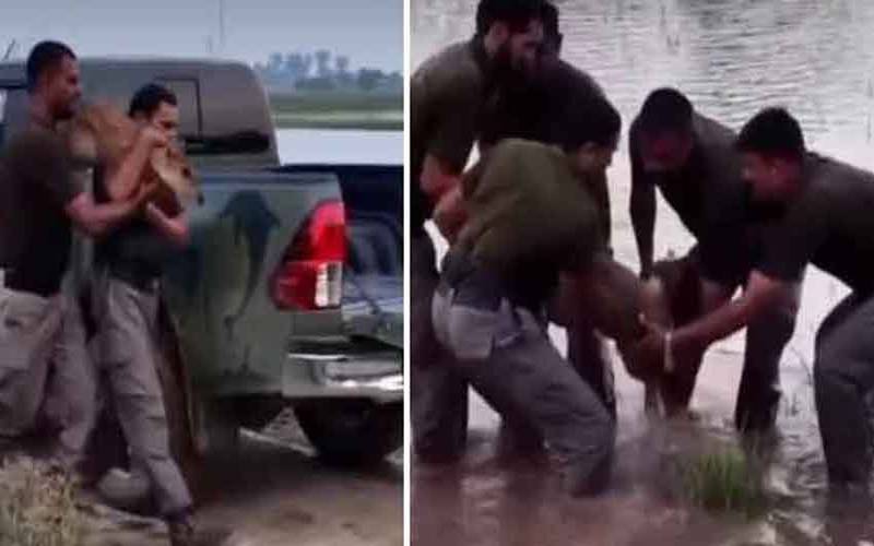 محکمہ تحفظ جنگلی حیات نے سیلابی پانی میں پھنسے 6 شیر ریسکیو کرلیے