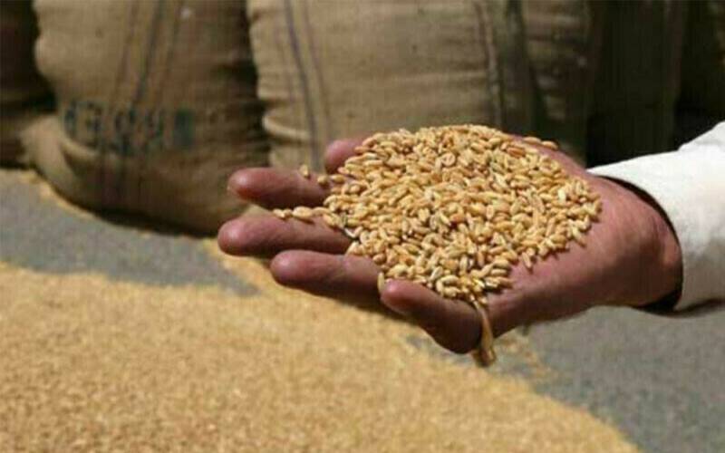 منڈی بہاؤالدین:گوداموں پر چھاپے، 400 ٹن گندم برآمد