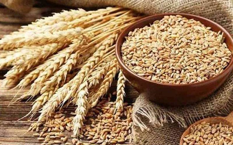 ذخیرہ اندوزوں کیخلاف شکنجہ سخت، گندم کی فی من قیمت میں 800 روپے کمی  