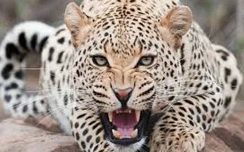 ایبٹ آباد: محکمہ وائلڈ لائف نے تیندوے کو پکڑ لیا