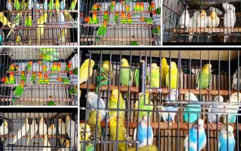 طوطوں کی غیر قانونی فروخت، نئی پالیسی متعارف