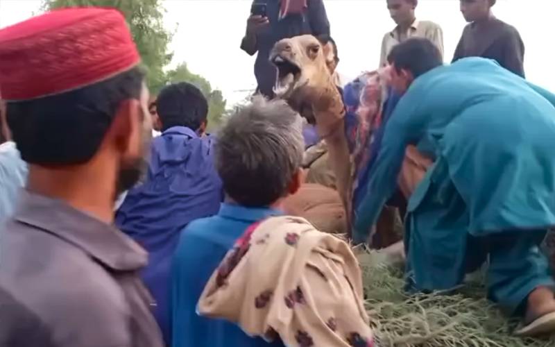 تشدد زدہ اونٹنی سکھر سے کراچی کے شیلٹر منتقل