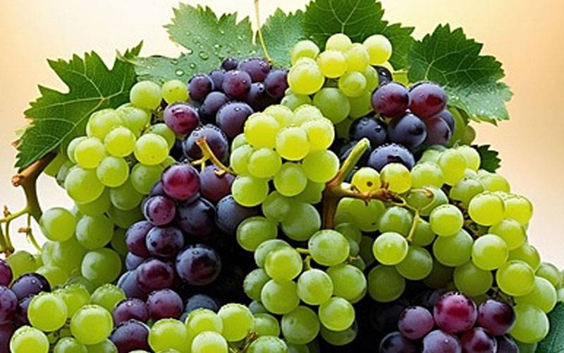 متعددفوائد کا حامل انگور بڑھاپے کی رفتار سست کرنے میں معاون