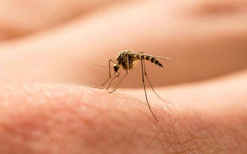 مچھروں کو خود سے دور رکھنا چاہتے ہیں؟ سائنسدانوں نے آسان طریقہ جان لیا