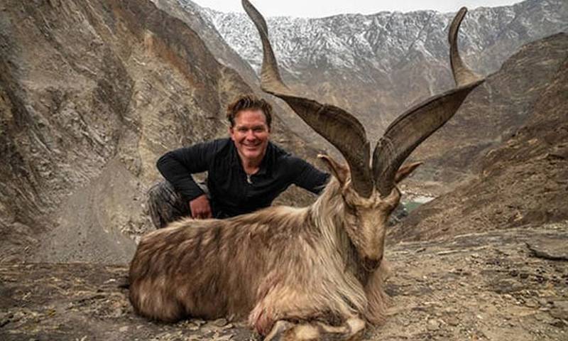 خیبرپختونخوامیں مارخور کے شکار کیلئے 39پرمٹ جاری کر دیئے گئے