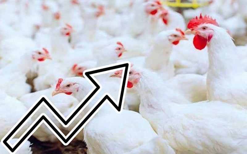 مرغی کے گوشت کو پر لگ گئے،قیمتیں آسمان کو چھونے لگیں