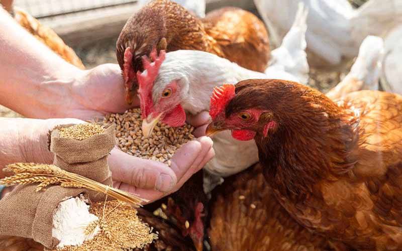 پنجاب میں گندم کو فیڈ ملز میں استعمال کرنے پر پابندی، دفعہ 144 نافذ