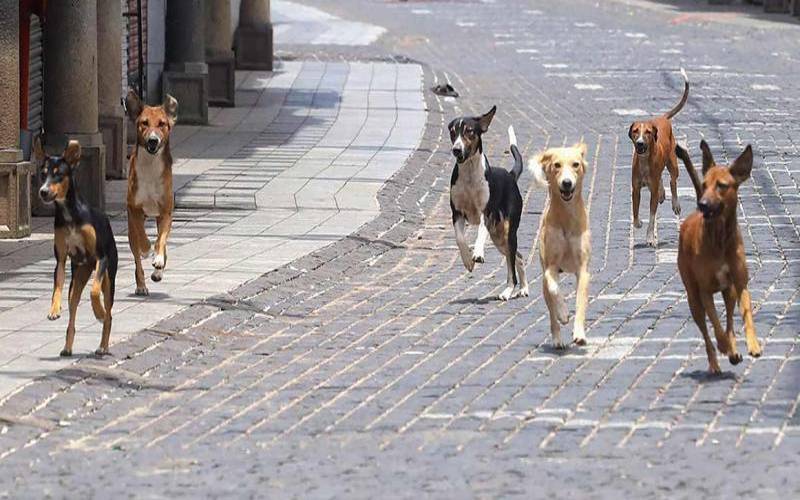 پاکپتن: آوارہ کتوں کے کاٹنے سے ڈاکٹر اور خواتین سمیت 11 افراد زخمی