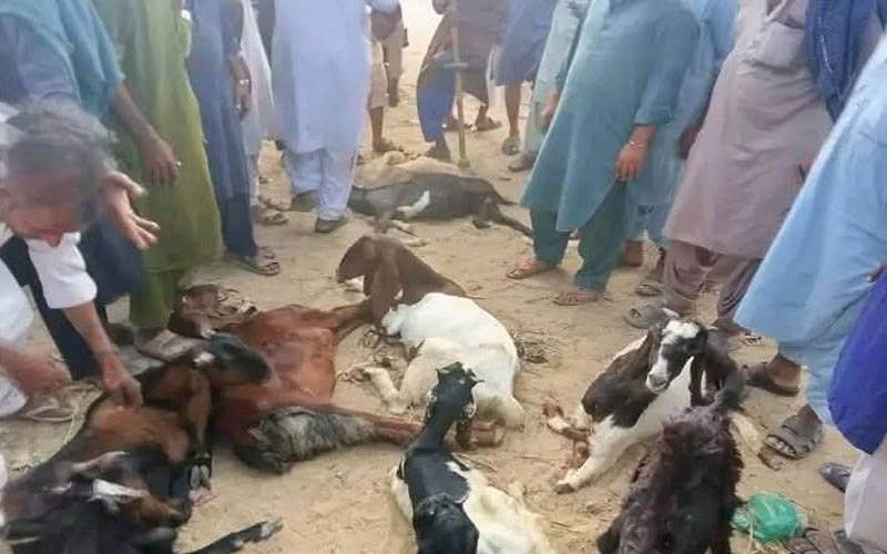 پاکستان دشمنی میں بھارتی فوج معصوم جانوروں پر بھی ظلم کرنے سے باز نہیں آئی 