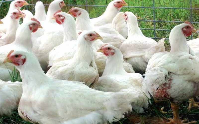  برائلر گوشت کی قیمت میں ہوشربا اضافہ 