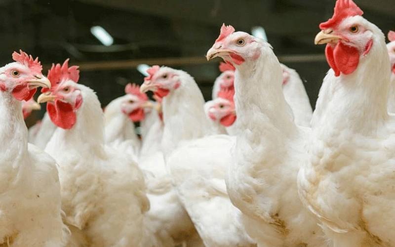 برائلر گوشت کی قیمت میں ایک بار پھر بڑا اضافہ