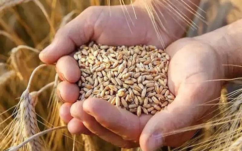 گندم کی قیمت 3850 روپےفی من تک پہنچ گئی