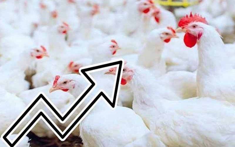 مرغی کے گوشت کی قیمت کو پر لگ گئے 
