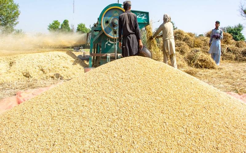  گندم پالیسی کا نیا ڈرافٹ چاروں صوبوں کو رائے کے لیے  بھجوادیاگیا