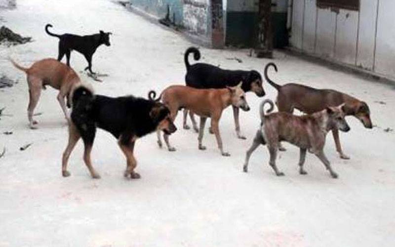 کتوں کو جان سےمارنے پر ایف آئی آر درج ہوگی