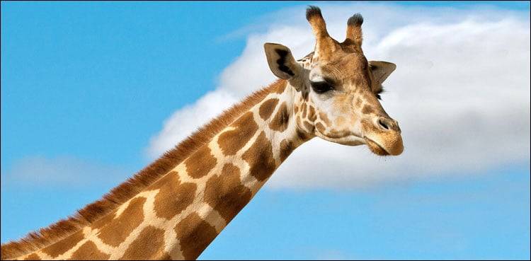 بچوں کیلئےخوشخبری،چڑیا گھر میں8سال بعد زرافے کے نئے جوڑے کی آمد