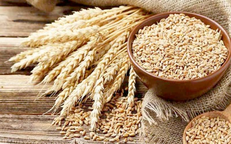 سندھ کا وفاق سے گندم کی امدادی قیمت مقرر کرنے کا مطالبہ