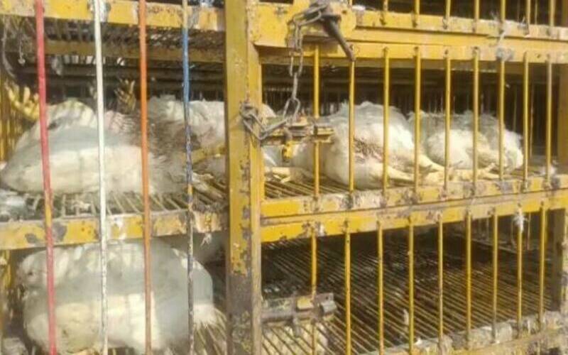 کراچی کے ہوٹلوں، فاسٹ فوڈ اوربریانی سینٹرز پر مردہ مرغیوں کےگوشت کی سپلائی کا انکشاف
