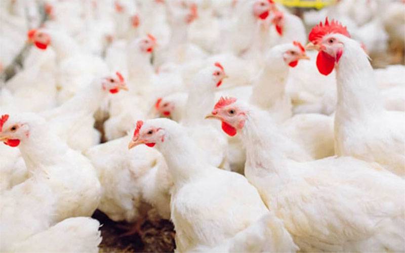 برائلرگوشت کی قیمت میں حیران کن کمی