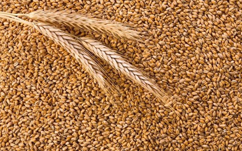  پالیسی تیار،نجی شعبہ 25۔6 ملین ٹن گندم خریدےگا
