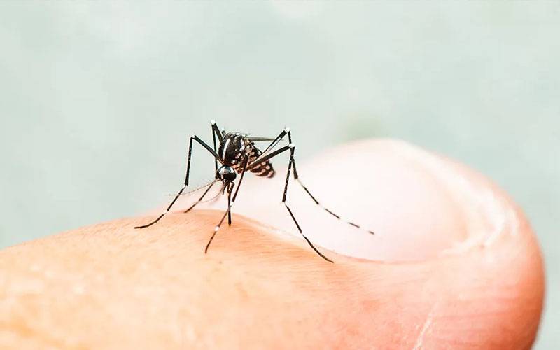 خیبر پختونخوا : 24 گھنٹوں میں ڈینگی کے74 کیسز 