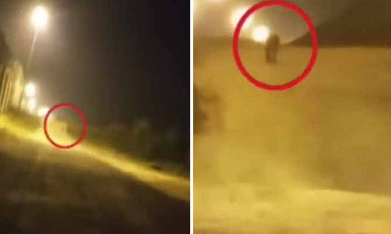 اسلام آباد ایئر پورٹ کے کار گو ایریا سے سامان کی جگہ چیتا نکل آیا
