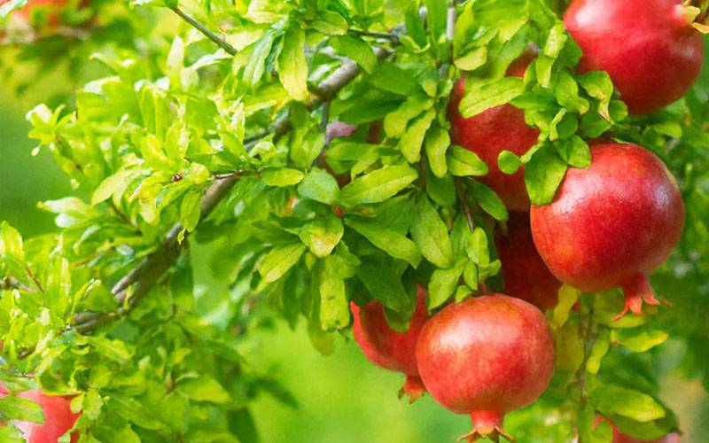 انار کے پتے نیچرل ہیلتھ بوسٹر ، فائدہ کیسے اٹھائیں؟