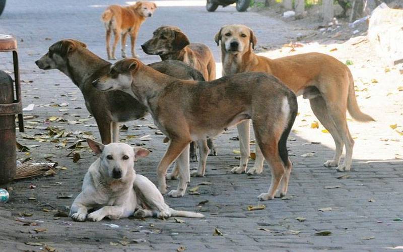 شجاع آباد میں آوارہ کتوں نے 6 سالہ بچی کوبھنبھوڑ ڈالا، موقع پر جاں بحق