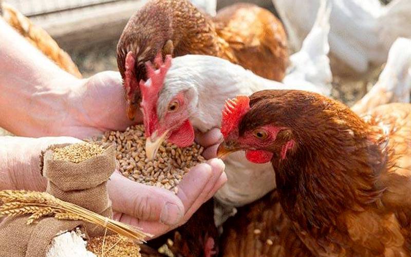 پنجاب بھر کی فیڈ ملز میں گندم کے استعمال پر عائد پابندی میں توسیع 