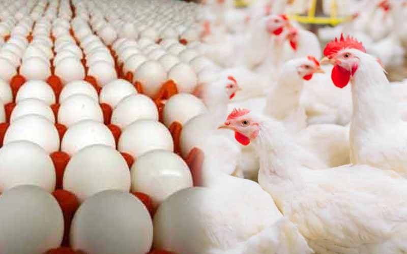 برائلر مرغی کے گوشت کی قیمت میں اضافہ،انڈے بھی مہنگائی کی لپیٹ میں