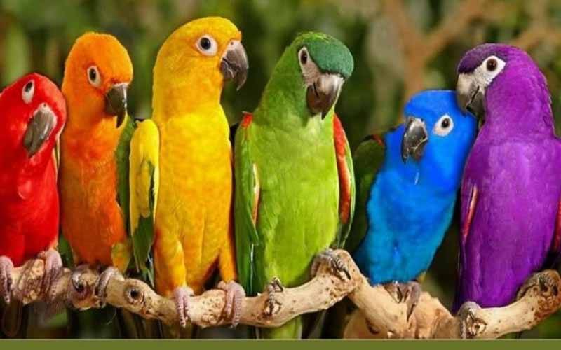 طوطوں کی رجسٹریشن کا آغاز ، ڈیڈ لائن 5دسمبر