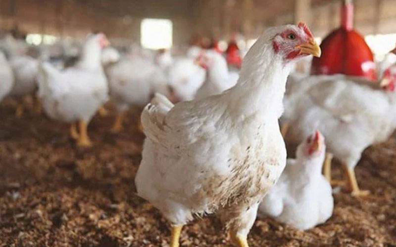 مرغی کے گوشت کی قیمتیں پھر بڑھنے لگیں ، دو روز میں فی کلو کتنے روپوں کا اضافہ ہوا ؟