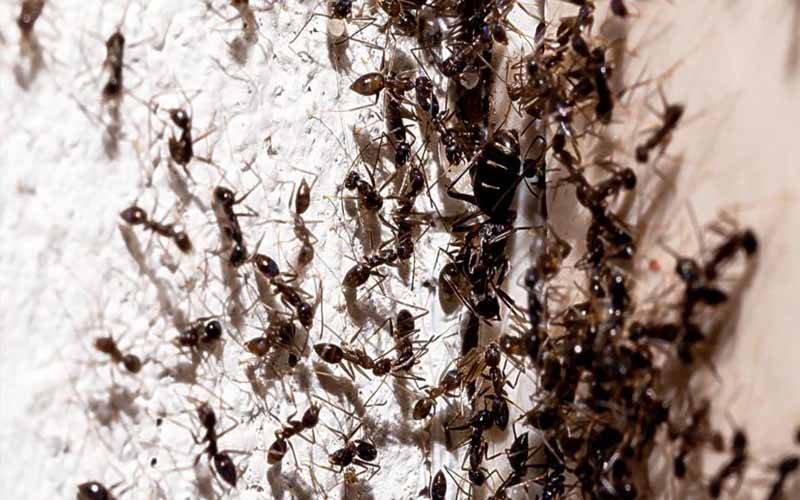 چیونٹیوں کے خوف میں مبتلا خاتون نے پھندا لگاکر خودکشی کرلی