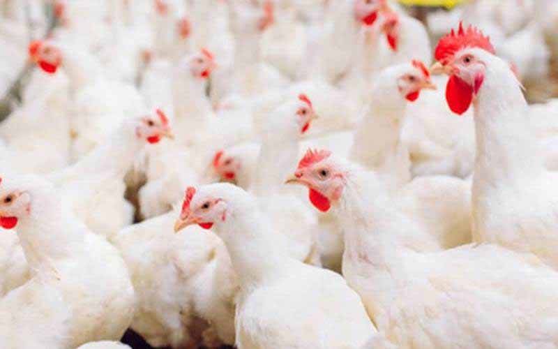 چکن، بیف اور مٹن کی قیمتیں آسمان کو چھونے لگیں