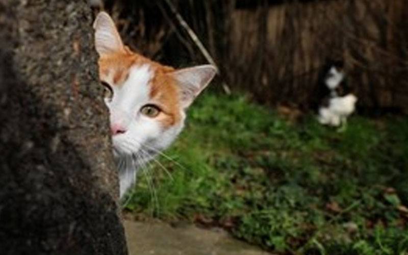 فرانس : بلی کو گھر میں نظر بند کرنے کا فیصلہ