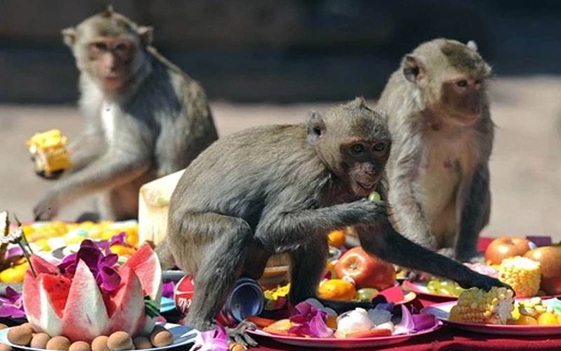 بندروں نے جاپانیوں کا جینا حرام کر دیا 