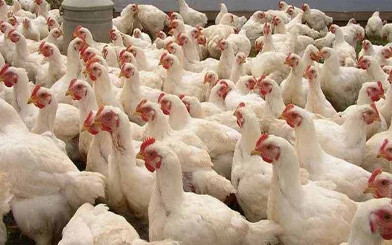 مٹن ،بیف کے بعد چکن بھی متوسط طبقے کی قوت خرید سے باہر 